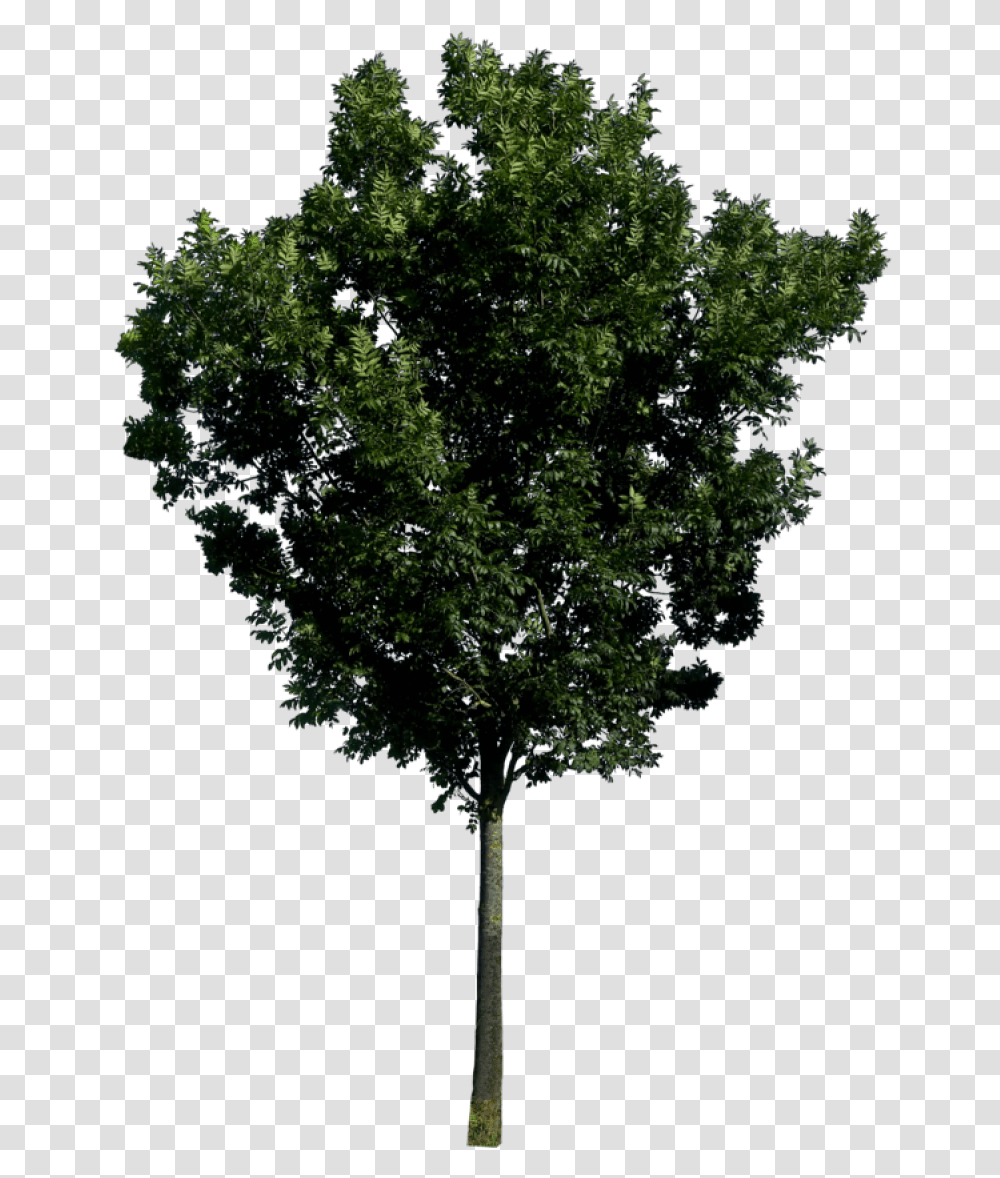 Tree Image Free Download Picture Tree Elevation, Plant, Tree Trunk, Oak, Sycamore Transparent Png
