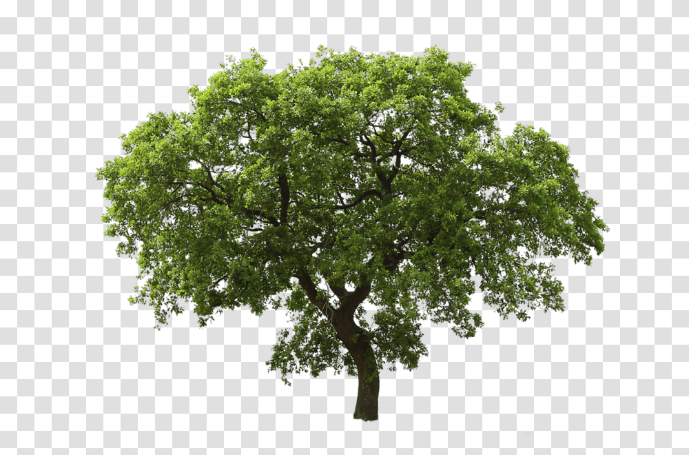 Tree Image Tree, Plant, Oak, Sycamore, Green Transparent Png