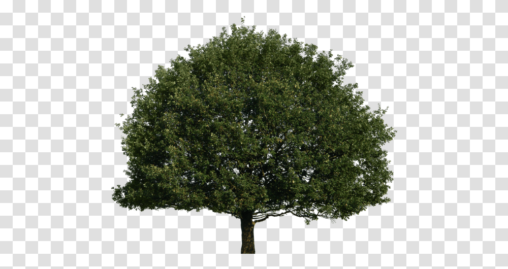 Tree Image With Background Arts Conifers Non Flowering Plants, Oak, Sycamore, Maple Transparent Png