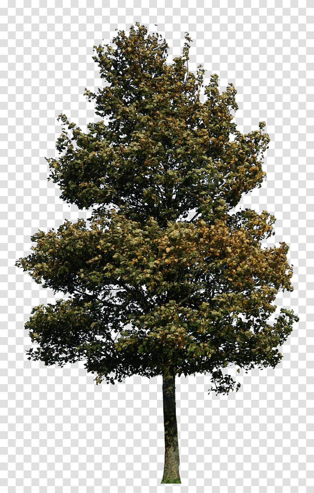 Tree Images Architecture Tree Elevation, Plant, Tree Trunk, Oak, Maple Transparent Png