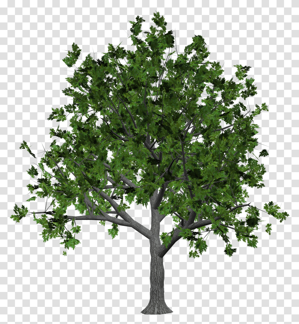 Tree Images Are Free To Download Bush Plan, Plant, Maple, Oak, Sycamore Transparent Png