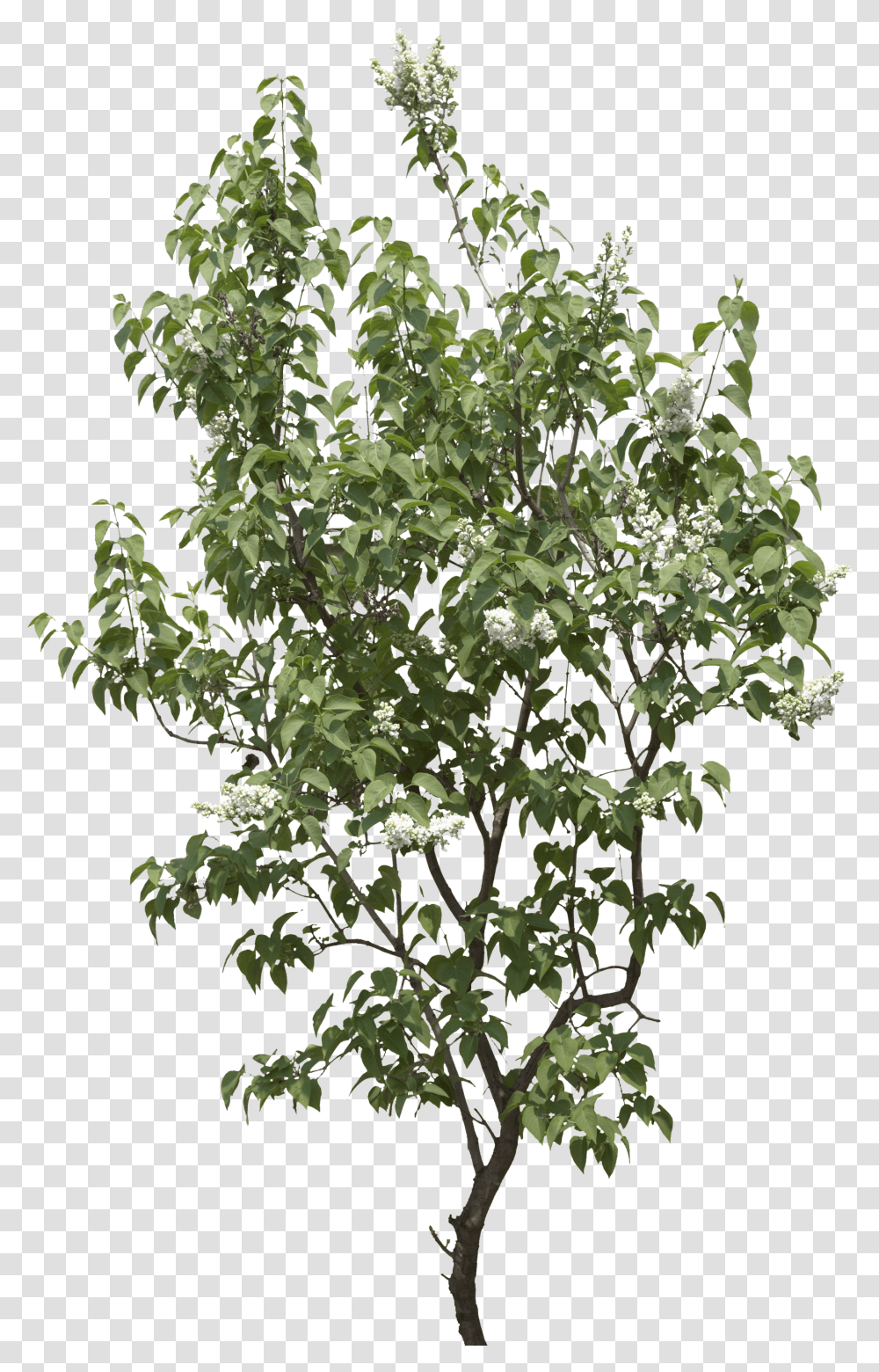 Tree Images Are Free To Download Gufic Biosciences Ltd Navsari Transparent Png