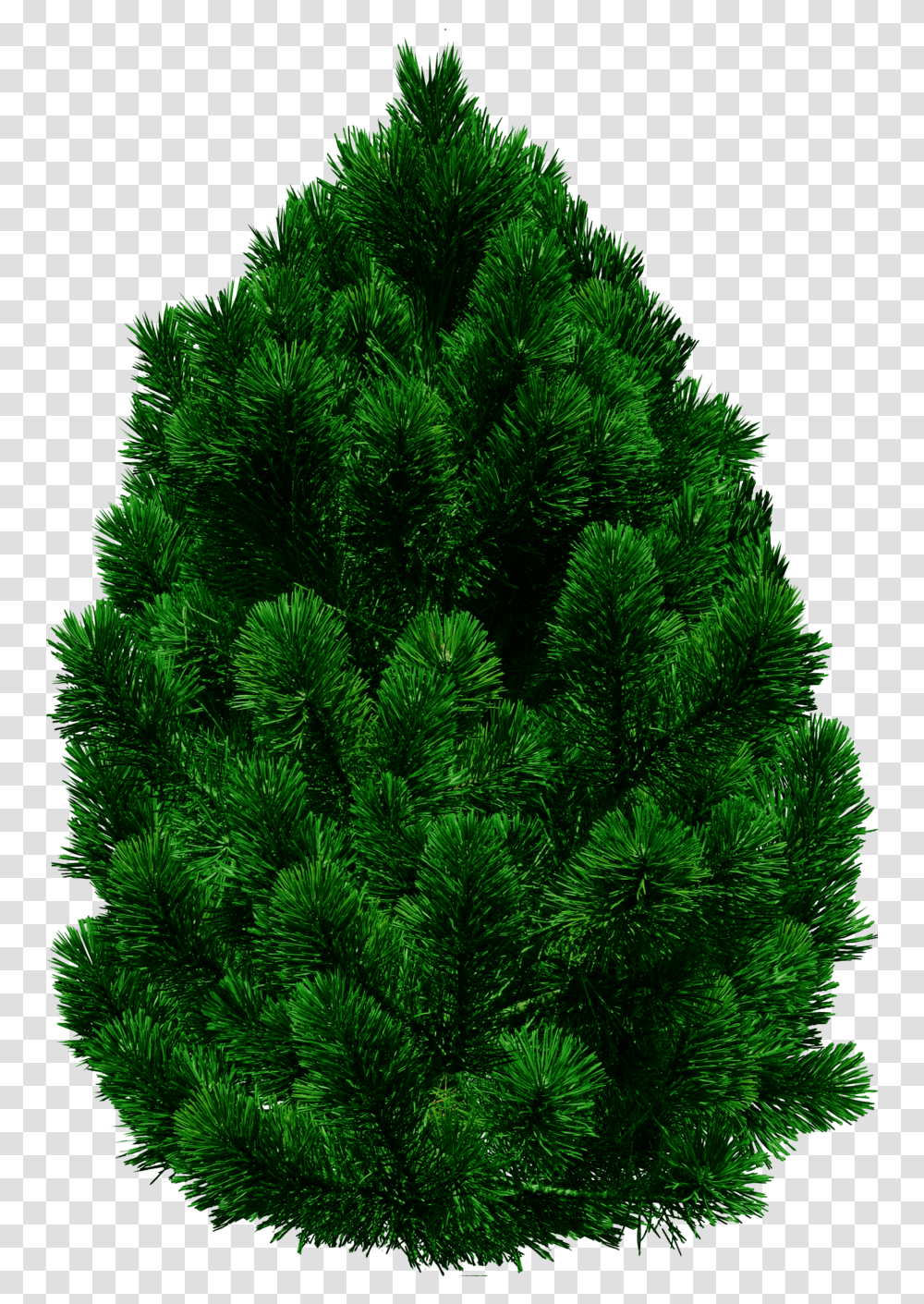 Tree Images Are Free To Download Tree Image In, Plant, Pine, Christmas Tree, Ornament Transparent Png