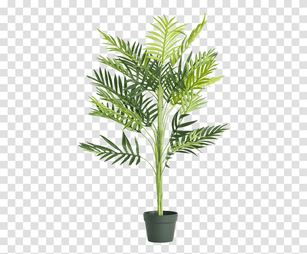 Tree Images Background Play Indoor Palm Tree, Plant, Jar, Pottery, Astragalus Transparent Png