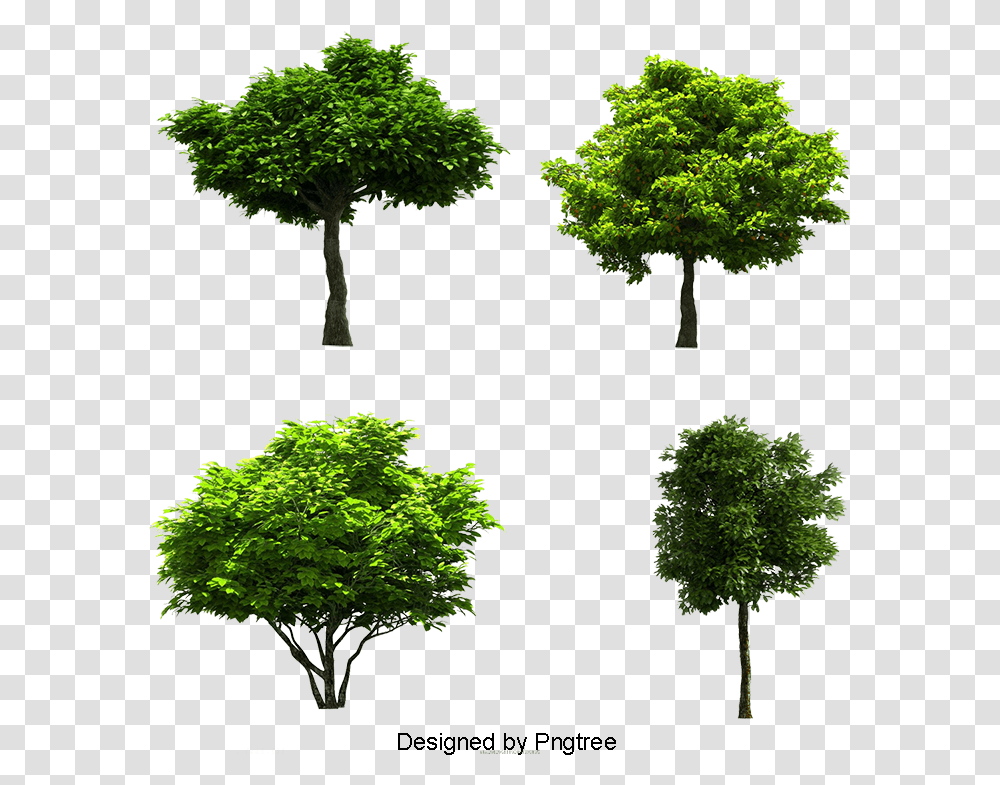 Tree Images Download Tree Resources, Plant, Tree Trunk, Green, Vegetation Transparent Png