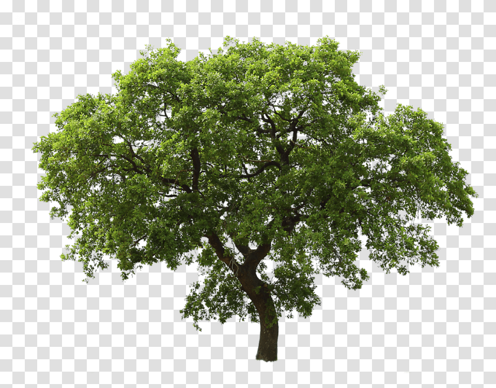 Tree Images For Oak Tree Background, Plant, Potted Plant, Vase, Jar Transparent Png