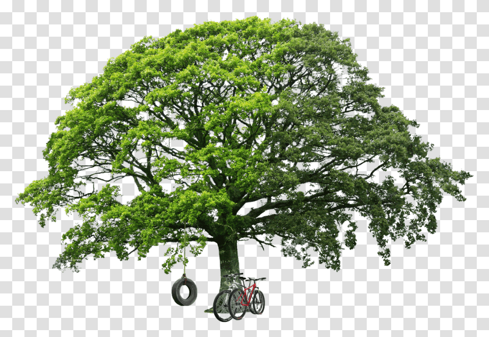 Tree Images Free Cutouts For Architecture Save Nature Save Future, Plant, Bicycle, Vehicle, Transportation Transparent Png