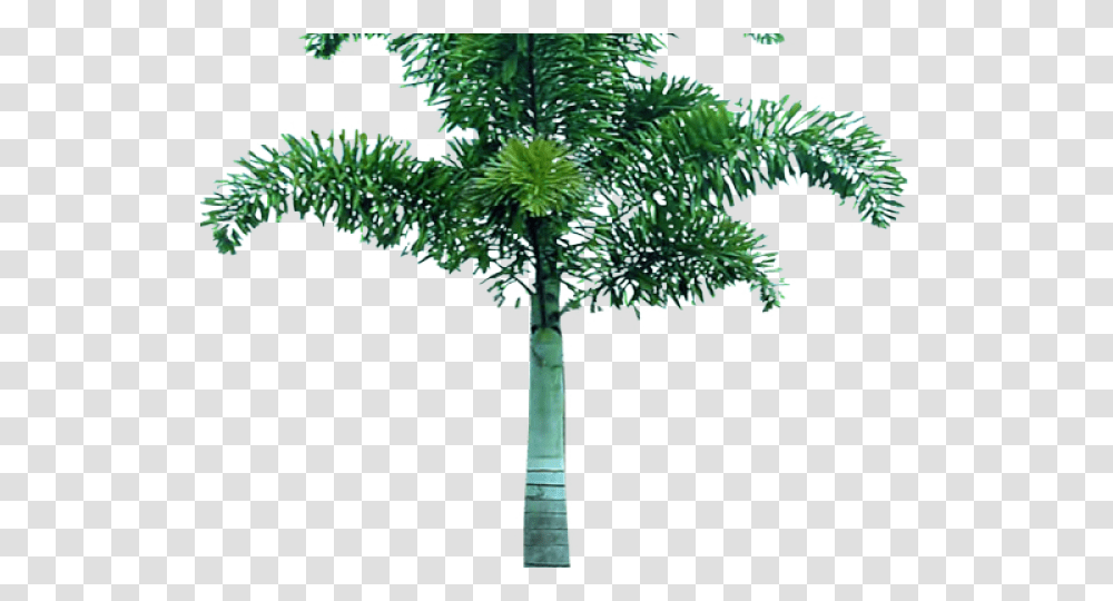 Tree Images In Format, Plant, Palm Tree, Arecaceae, Cross Transparent Png