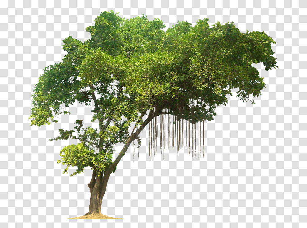 Tree Images Quality Jungle Tree, Plant, Vegetation, Land, Outdoors Transparent Png