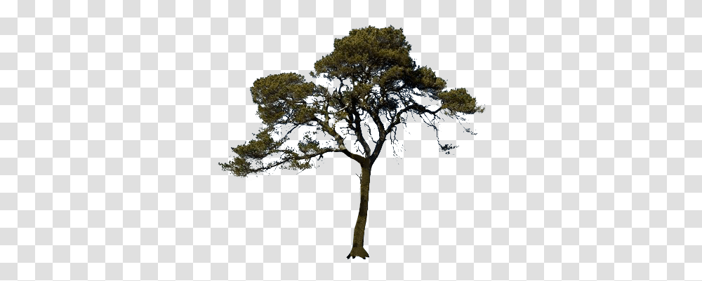 Tree Images Quality Pictures Only Free, Plant, Vegetation, Bush, Nature Transparent Png