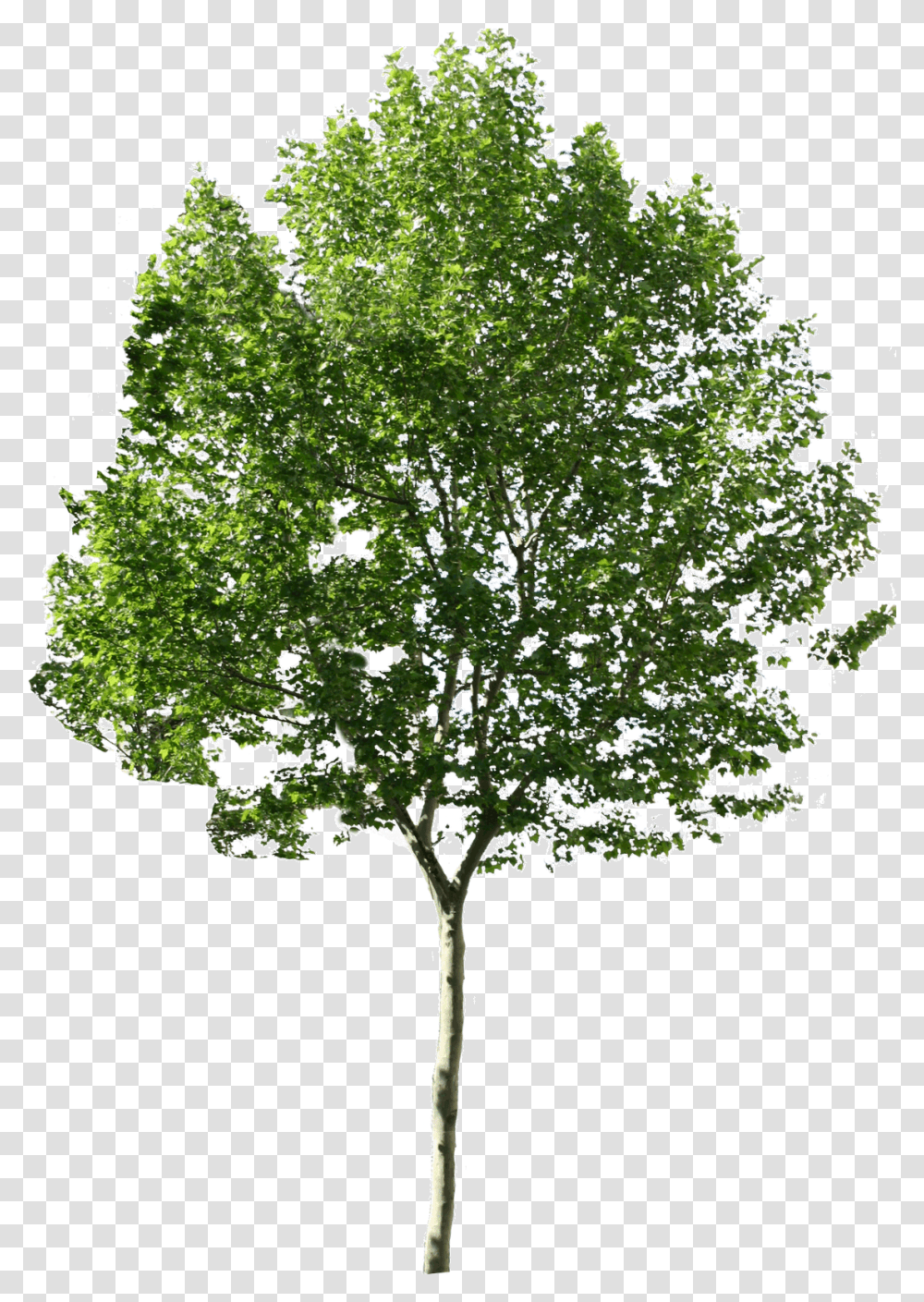 Tree Images Quality Trees For Photoshop, Plant, Maple, Leaf, Tree Trunk Transparent Png