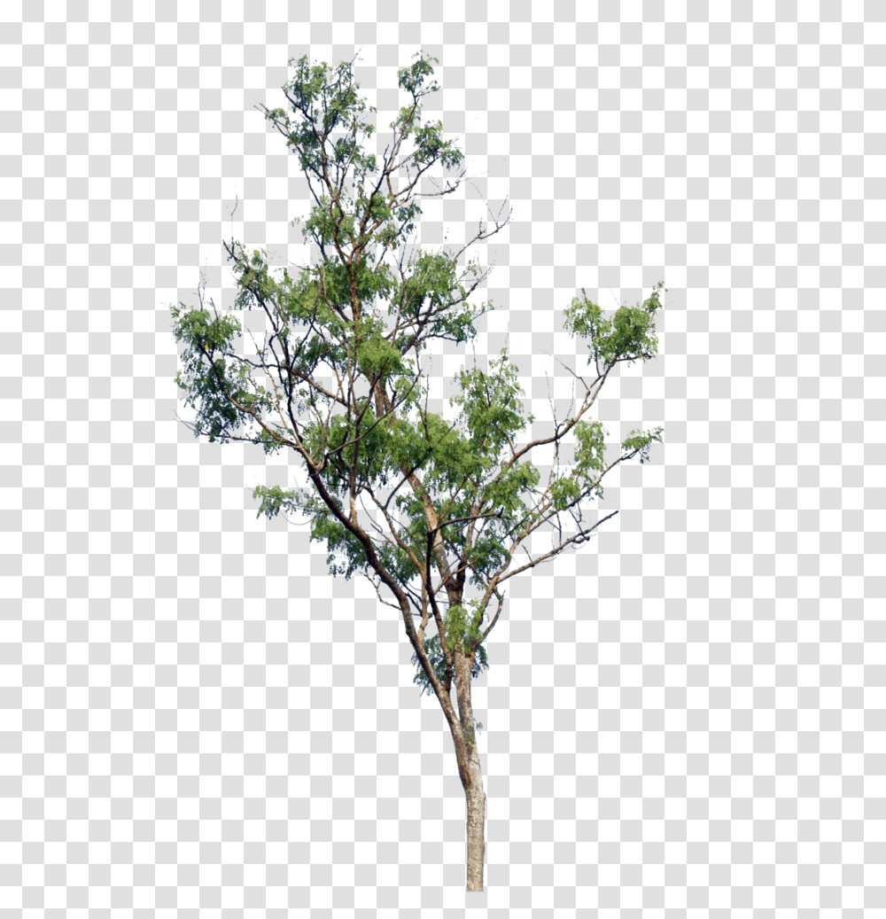 Tree Images Trees Nature Small Tree Free, Ornament, Pattern, Fractal, Plant Transparent Png