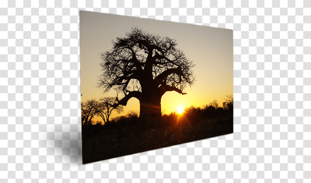 Tree In Bubble Sunset, Plant, Outdoors, Nature, Sunlight Transparent Png