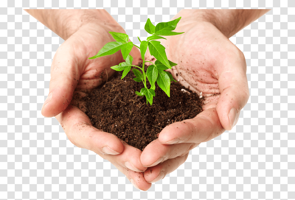 Tree In Hand, Soil, Person, Human, Outdoors Transparent Png