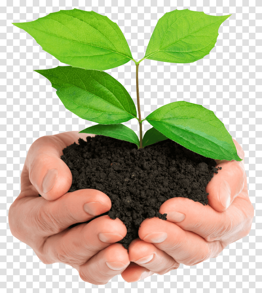 Tree In Hand, Soil, Plant, Leaf, Person Transparent Png