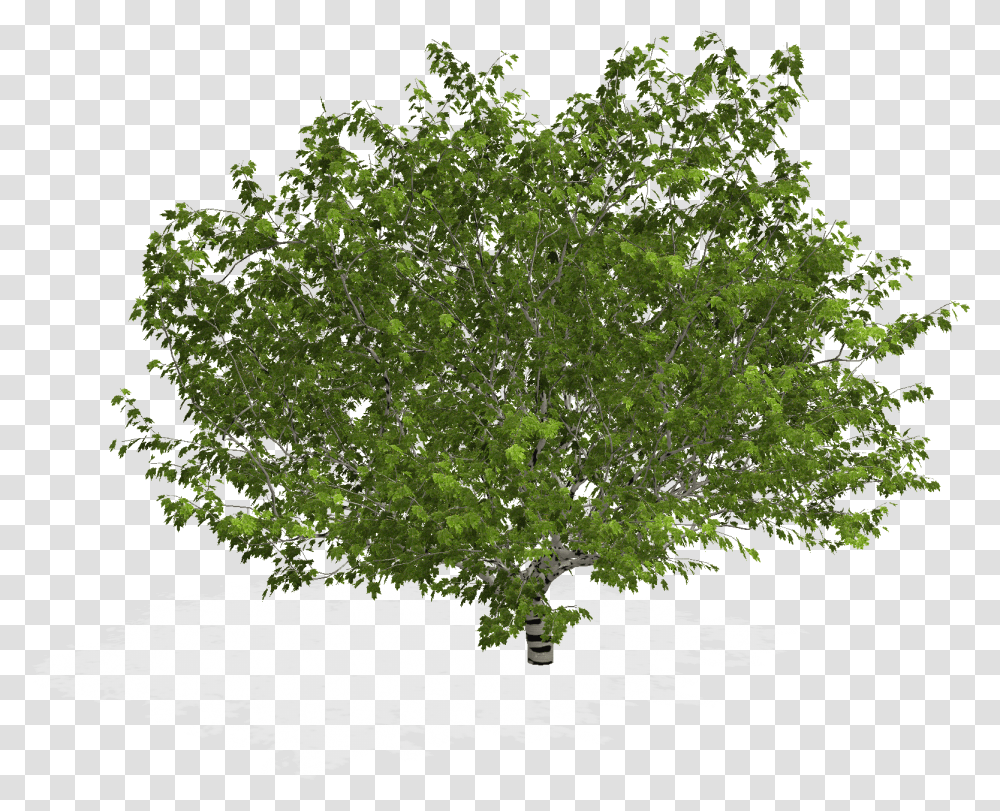 Tree In Plan Arbol En Planta, Conifer, Oak, Tree Trunk, Fir Transparent Png
