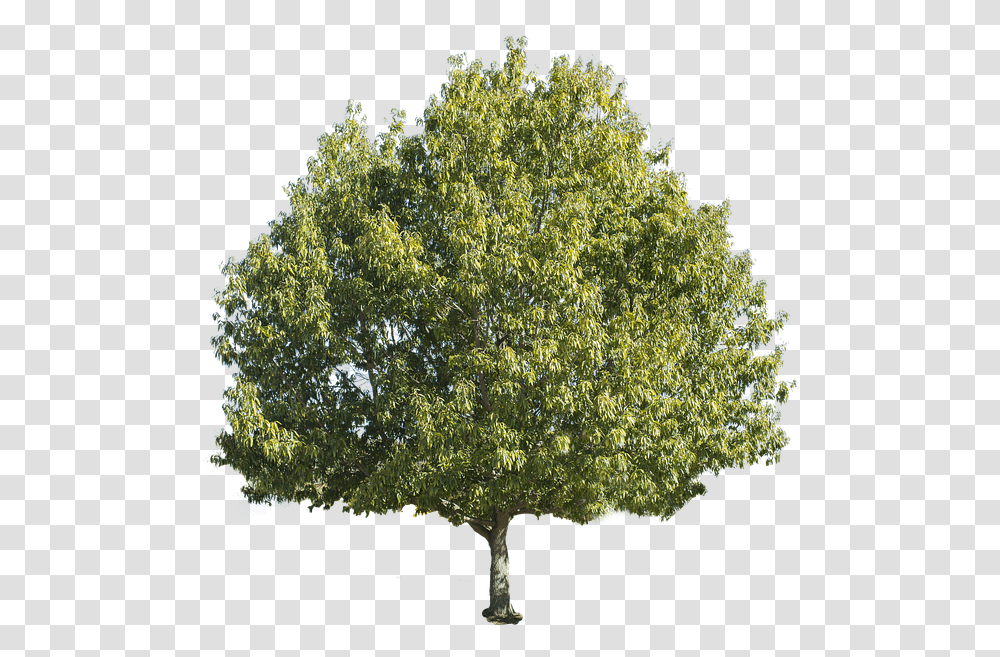 Tree Isolated 2 Image Forest Tree White Background, Plant, Maple, Tree Trunk, Oak Transparent Png