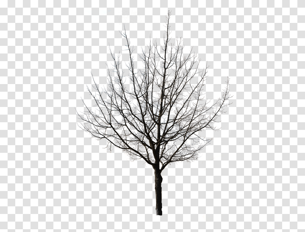 Tree Isolated Nature Autumn Weeping Willow Tap Winter Tree Silhouette, Animal, Vulture, Bird, Blackbird Transparent Png