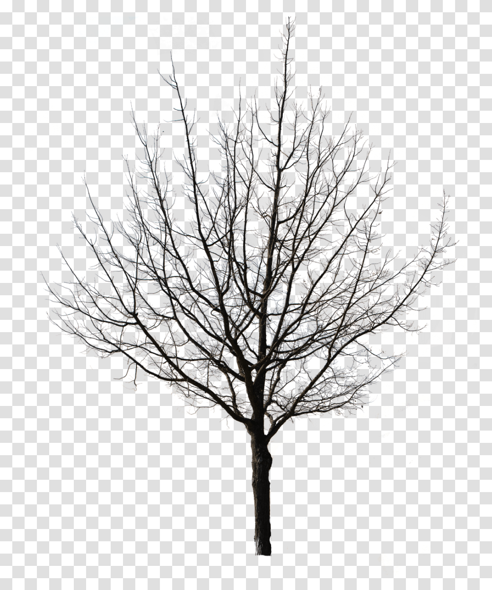 Tree Isolated Nature Free Image On Pixabay Background Winter Tree, Silhouette, Art, Animal, Flare Transparent Png
