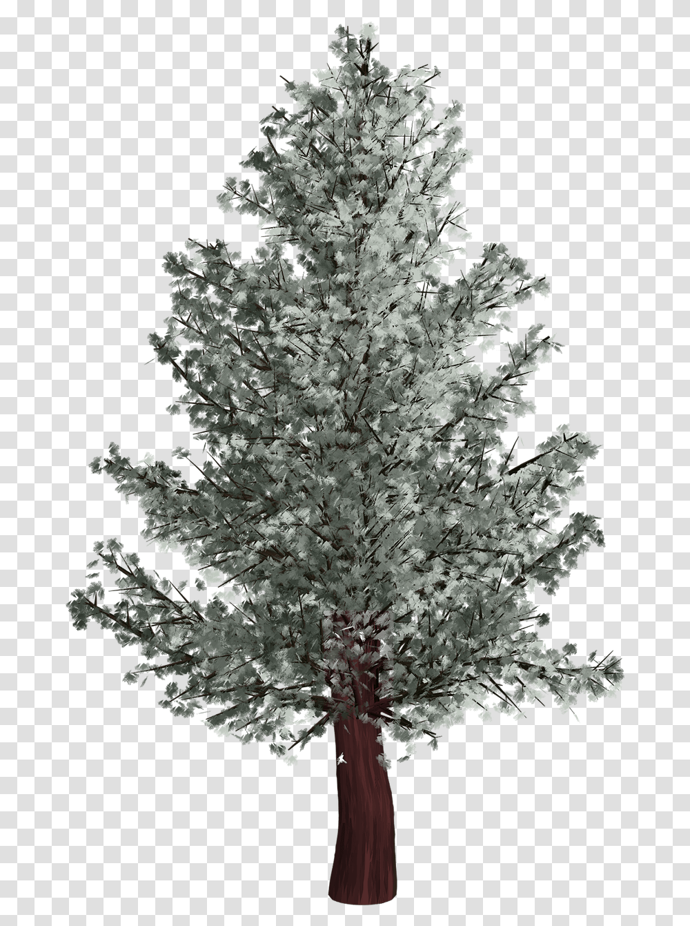 Tree Isolated Pine Puno Ng Pino Drawing, Plant, Fir, Flower, Christmas Tree Transparent Png