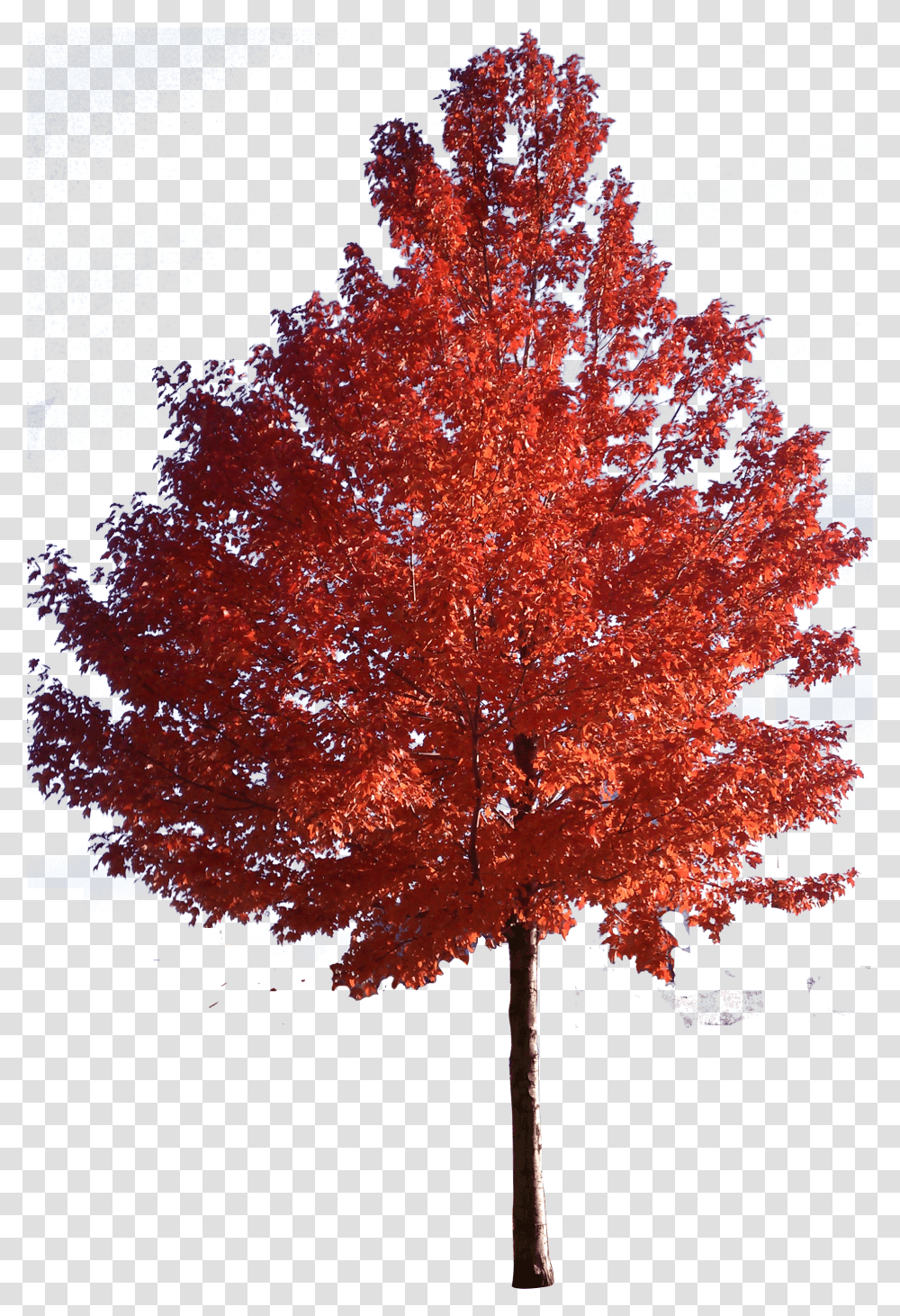 Tree Japanese Trees Sugar Red Maple Clipart Japanese Maple Tree Transparent Png