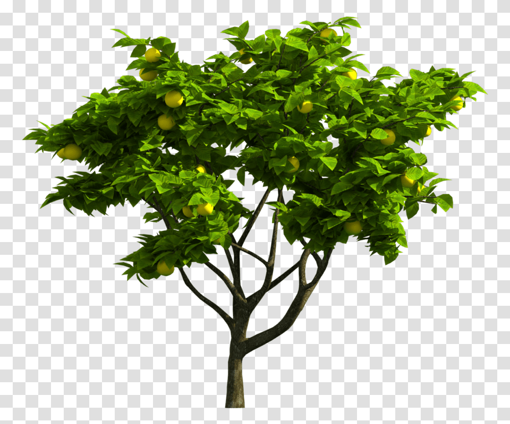 Tree Jpg, Leaf, Plant, Maple, Tree Trunk Transparent Png
