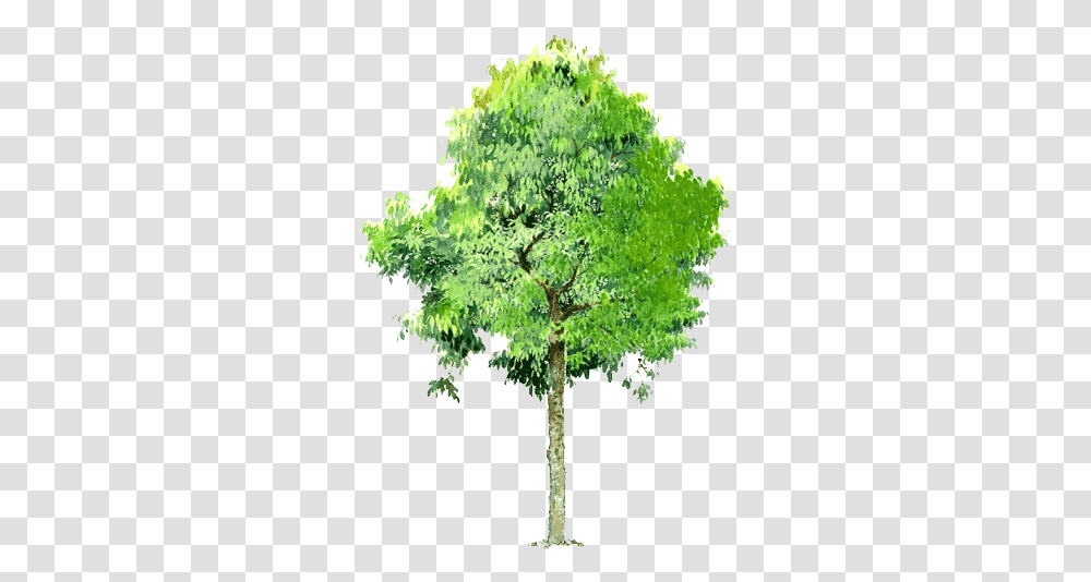 Tree Landscape Tree Illustration, Plant, Oak, Conifer, Fir Transparent Png
