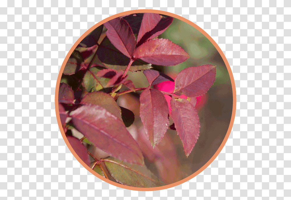 Tree, Leaf, Plant, Bowl, Flower Transparent Png
