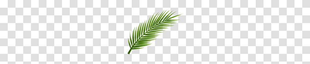 Tree, Leaf, Plant, Fern, Green Transparent Png