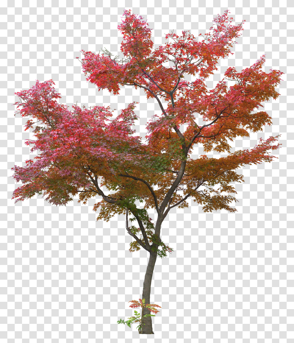 Tree Leaf Plant Japanese Maple Trees Transparent Png