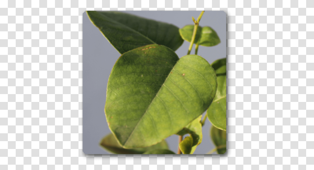 Tree, Leaf, Plant, Tennis Ball, Sport Transparent Png