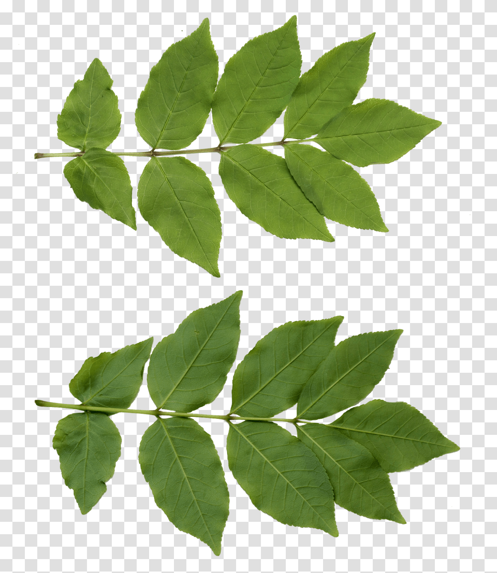 Tree Leaf Texture, Plant, Green Transparent Png