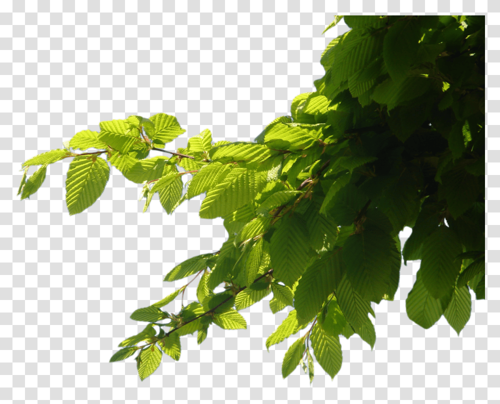 Tree Leaf Tree For Editing, Plant, Green, Vegetation, Bush Transparent Png