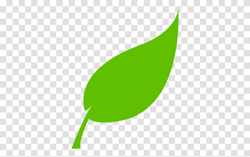 Tree Leaf Vector, Plant, Green, Tennis Ball, Food Transparent Png
