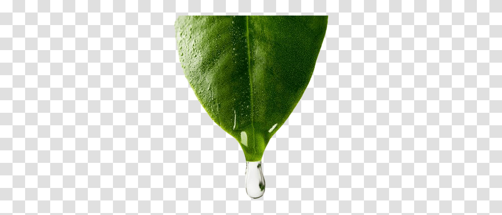 Tree Leaf Water Clipart Mart Water Drop From Leaf, Plant, Tennis Ball, Sport, Sports Transparent Png