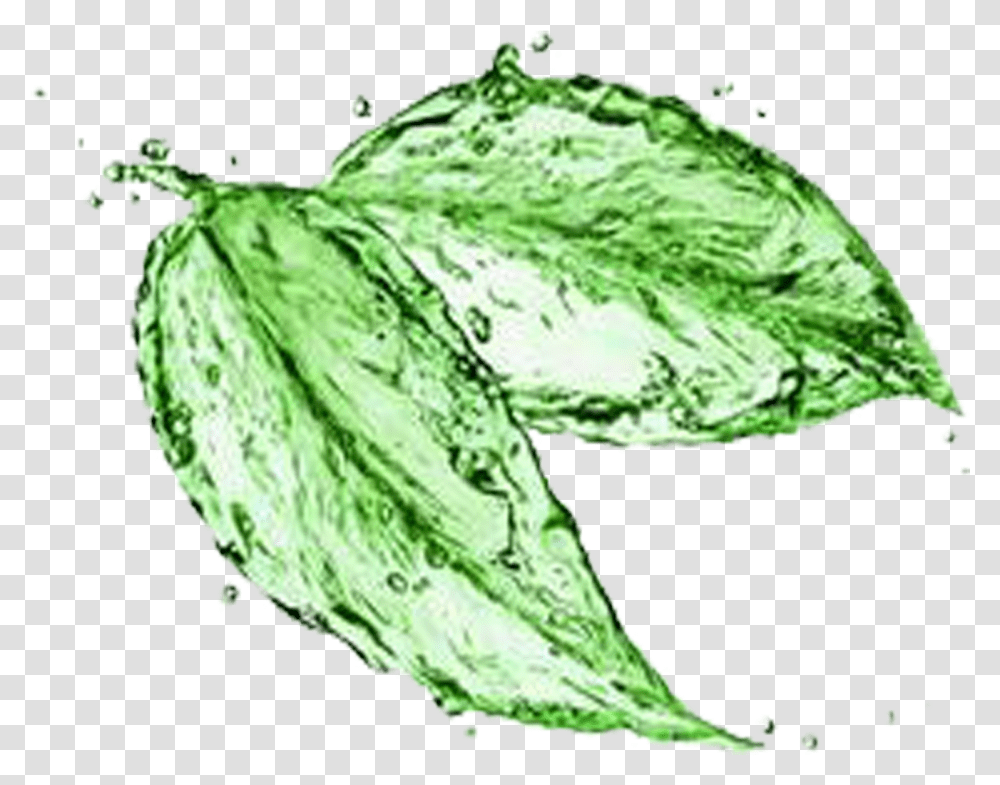 Tree Leaf Water Photos Mart Tea Leaves Sketch, Plant, Lettuce, Vegetable, Food Transparent Png