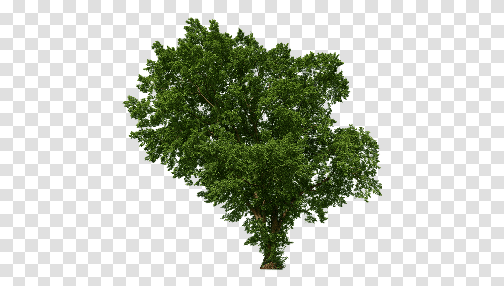 Tree Leaves Aesthetic Branches Isolated Green Landscape Premade Backgrounds, Plant, Oak, Sycamore, Maple Transparent Png