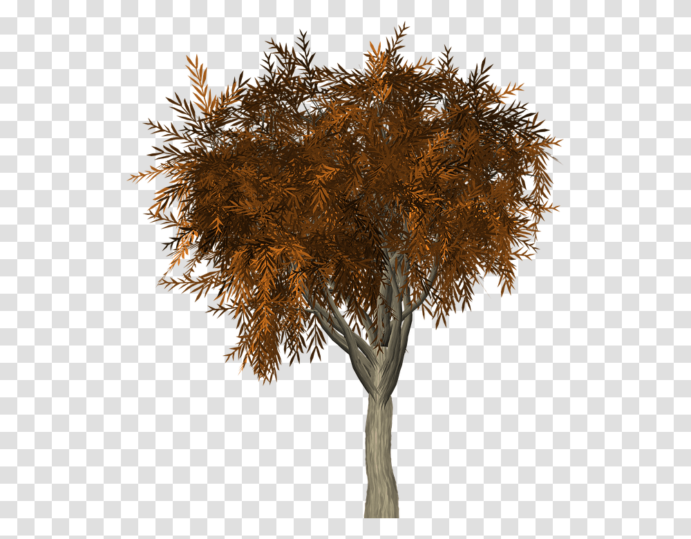 Tree Leaves Autumn Fall Branches Isolated Nature Autumn, Plant, Leaf, Maple, Pattern Transparent Png