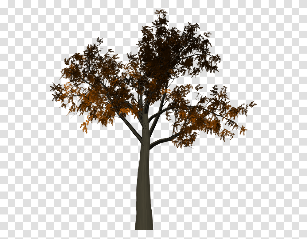 Tree Leaves Autumn Fall Branches Isolated Nature Half Tree, Plant, Leaf, Cross Transparent Png