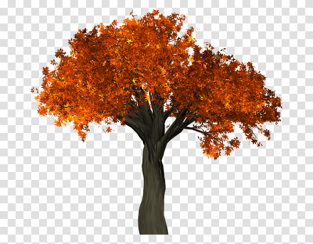 Tree Leaves Autumn Fall Branches Isolated Nature, Plant, Maple, Leaf, Tree Trunk Transparent Png