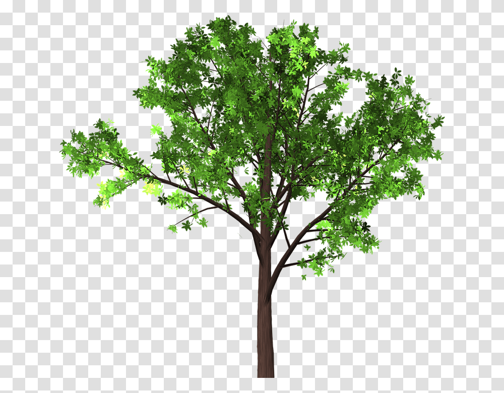 Tree Leaves Branches Isolated Nature, Plant, Maple, Leaf, Tree Trunk Transparent Png