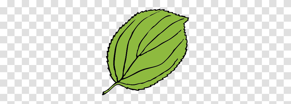Tree Leaves Clipart, Tennis Ball, Leaf, Plant, Green Transparent Png