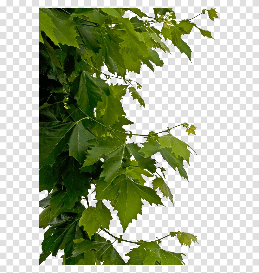Tree Leaves Hd, Leaf, Plant, Maple, Insect Transparent Png