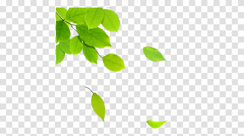 Tree Leaves, Leaf, Plant, Veins, Green Transparent Png