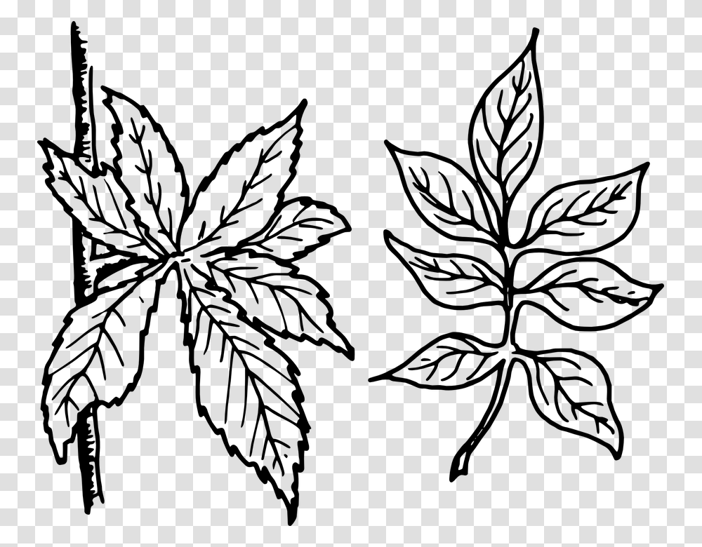 Tree Leaves Leaves Botany Plant Leaf Shape Simple Vs Compound, Gray, World Of Warcraft Transparent Png