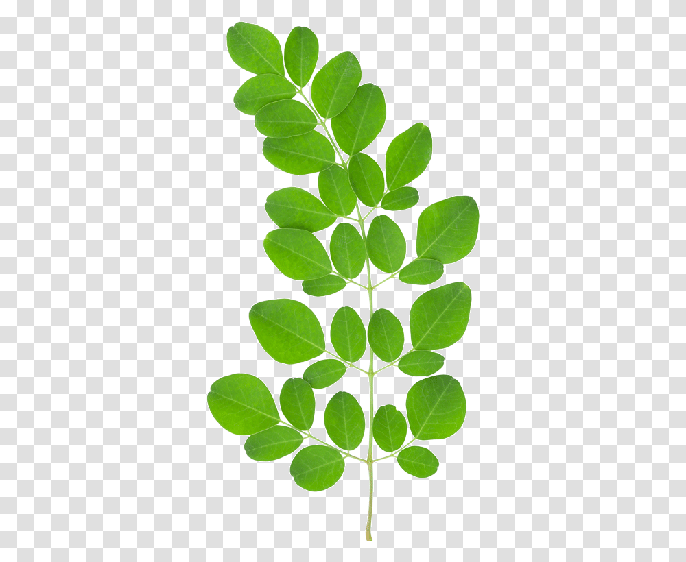 Tree Leaves Moringa Benefits, Leaf, Plant, Green Transparent Png