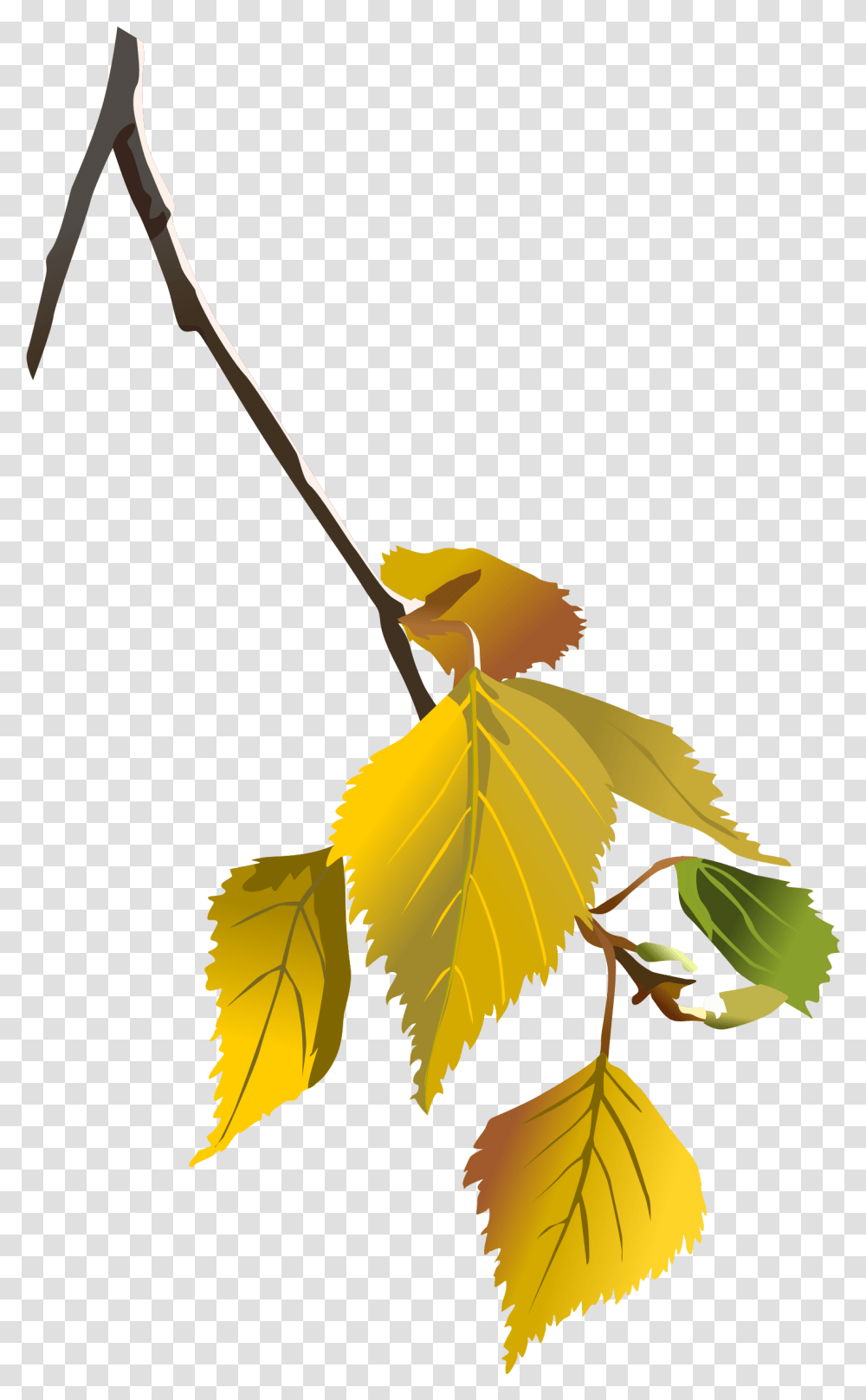 Tree Limb Autumn Leaves Tree Branch Green Tree Birch Tree Leaf Svg, Plant, Photography, Veins, Pottery Transparent Png