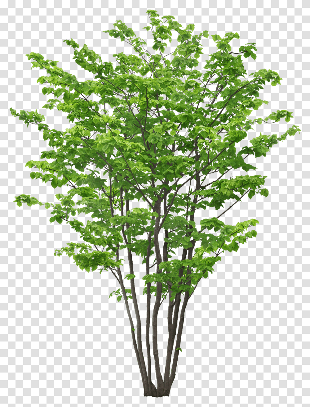 Tree Limb, Plant, Maple, Leaf, Tabletop Transparent Png