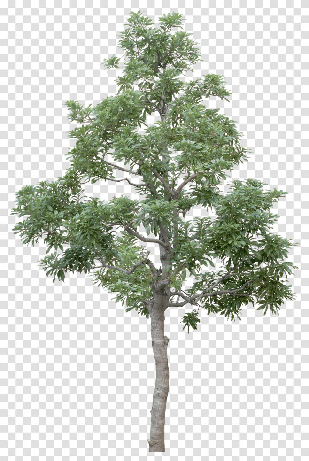 Tree Limb Tree High Resolution, Plant, Potted Plant, Vase, Jar Transparent Png