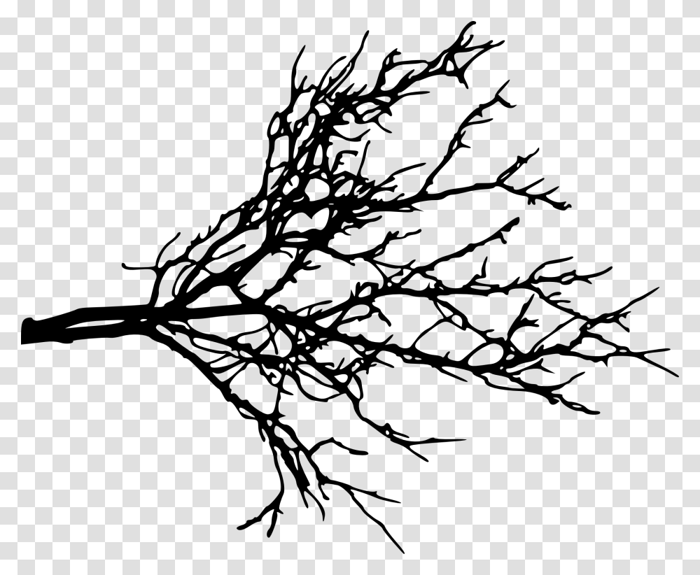 Tree Limb Tree Limb Images, Leaf, Plant, Root, Maple Leaf Transparent Png